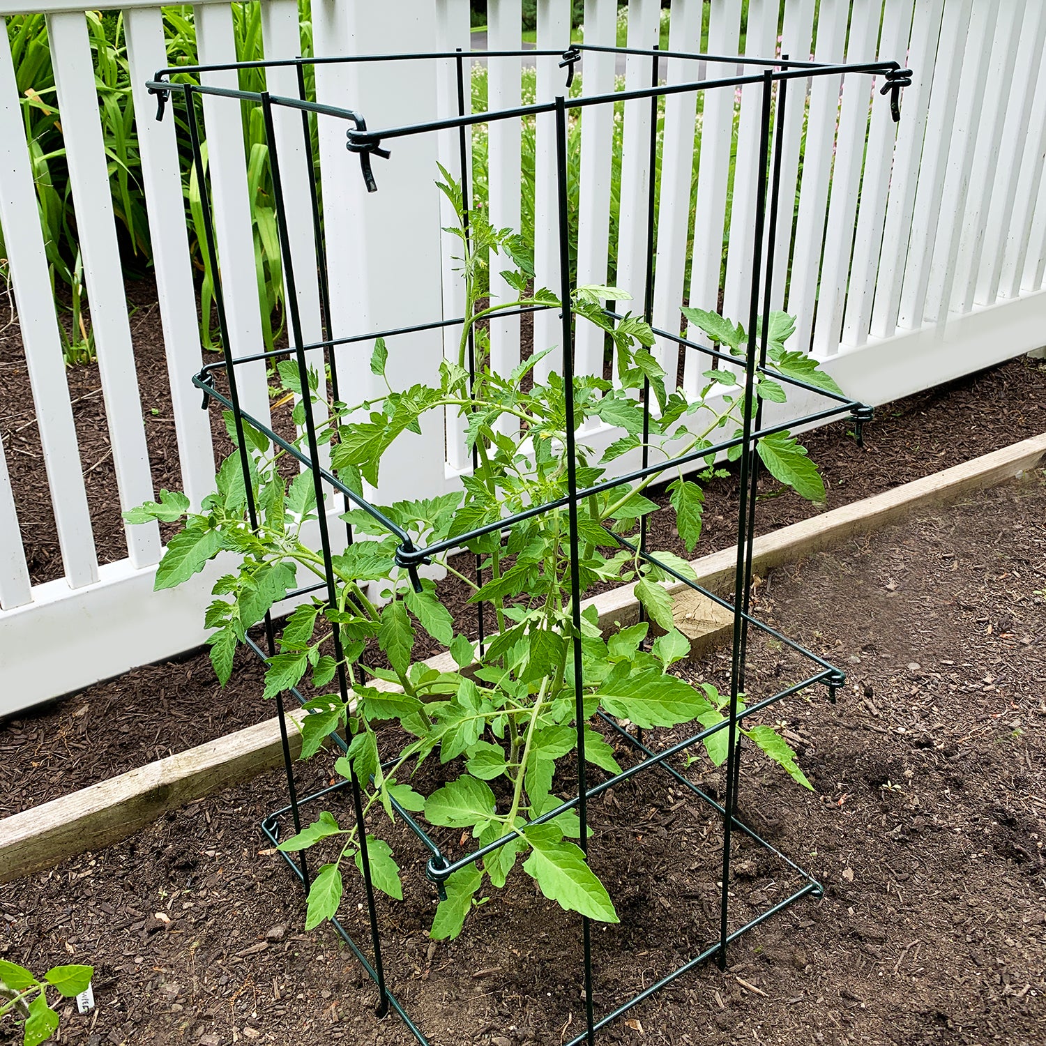 A black galvanized steel folding tomato cage with a square opening, displayed in a garden setting with a plant growing on it.